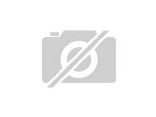 2 junge Hermelin Farbzwerge abzugeben
